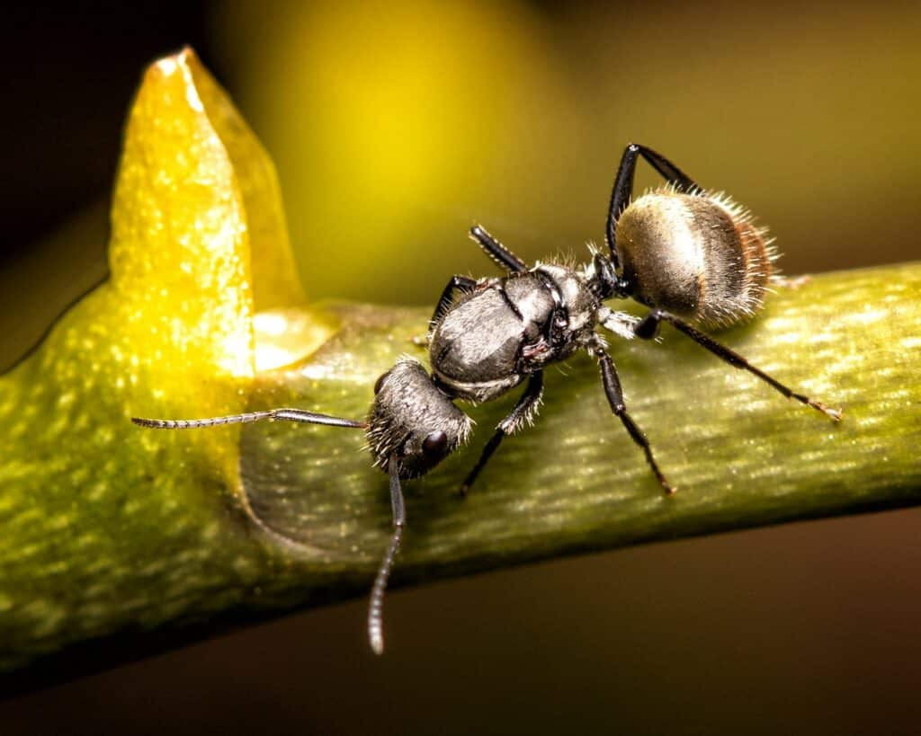 black ant on yellow leaf