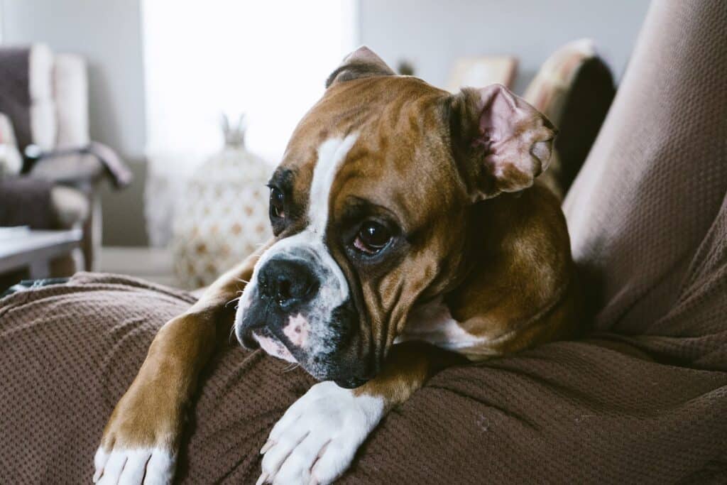 Fawn Boxer On Sofa Inside Room