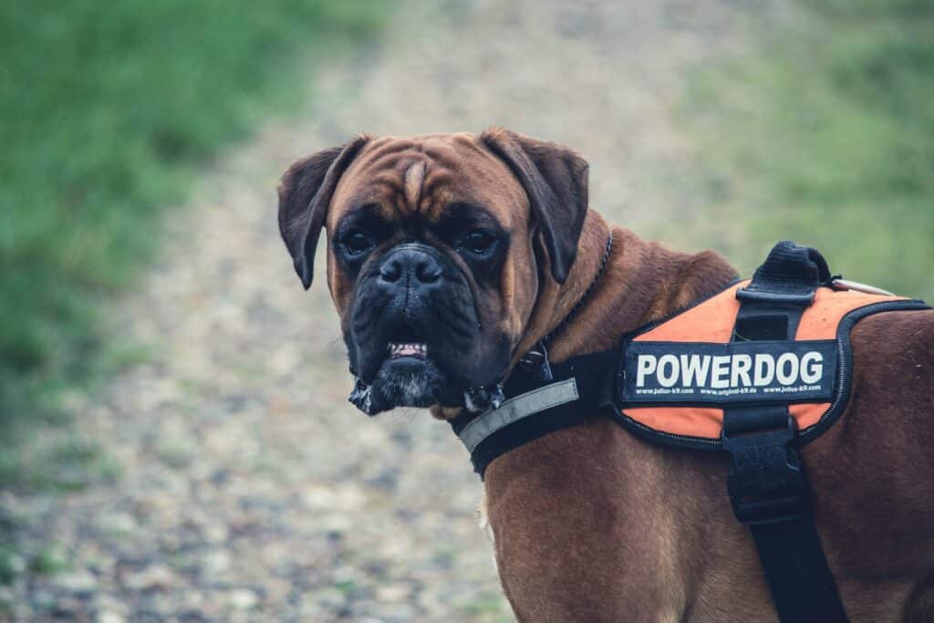 Brown Boxer Dog With Orange Black Boxer dog