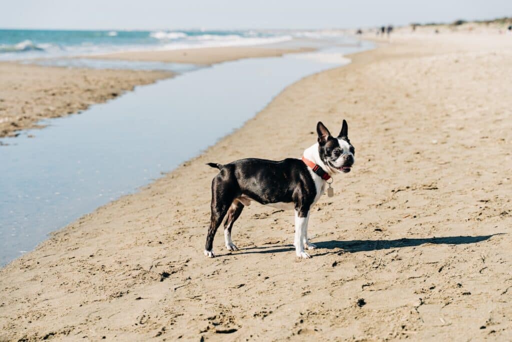 black and white short coat dog running on brown sand during daytime
