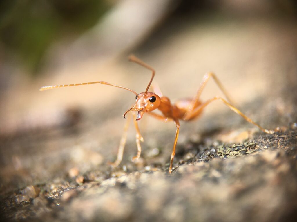selective focus photography of red ant on gray pavement